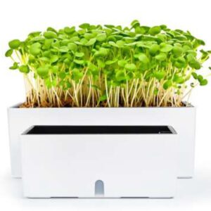 Visible Water Level Flowerpot